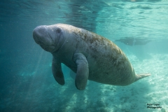 Manatee