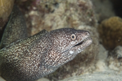 eel