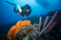 Buddy dive
